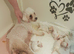 Cilla and Alfie have had puppies