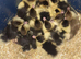 Muscovy duckling dayolds