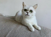 Beautiful GCCF Registered Silver Shaded British Shorthair