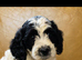 Hybrid sproodle pups