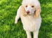 Cockapoo puppies