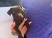 Patterdale terrier boys