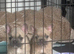 Gorgeous lilac fawn Frenchbull dogs