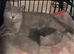 Very beautiful chunky fawn female british short-hair