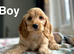 3 charming cockapoo available