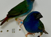 Beautiful pair of Forbes (Tri-colored) parrot finches for sale