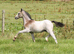 Very Smart Welsh section A Show colt foal