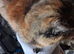 Kitten in need of new home