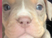 Absolutely stunning American bully's 8 weeks old