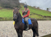 Fresian x irish Cob
