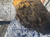 2 hens
