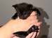 4x male kittens