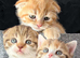 REDUCED PRICE Scottish Fold Boy & Straight Girl