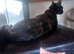 1 Year old stunning Tortie Female