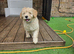 READY TO GO!!! Multigeneration Goldendoodle Puppies