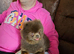 XS pomeranian for stud only