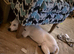 Beautiful white German Shepherd cross mali