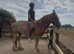 Beautiful Irish cob gelding