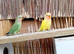 Lovebirds young and adult