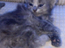 Ragdoll X British Kittens