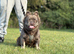 Fluffy French bulldog for stud