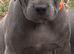 Stunning girl for sale