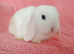 Selection of mini lop babies available