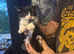 Beautiful kittens for sale