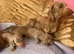 Pedigree miniature dachshund puppies ready now
