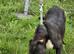 Presa Canario female
