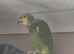 Orange winged amazon