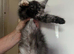 2 special mainecoon kits