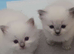 Blue point ragdolls