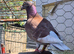 Coloured racing pigeons