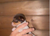 Miniature Jack Russell for sale