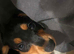Female daschund ready to rehome