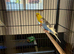 Budgies