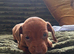 Stunning KC registered Standard Dachshund litter