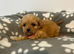 Cavapoo pups