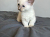 The most beautiful tiny legs muchkin
