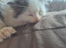 male 9 wk ragdoll