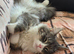 1 year old mainecoon female