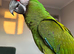 Military Macaw