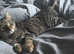 Loui male cat