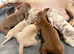Miniature dachshund