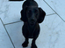 Jet black little girl