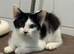 Kittens for sale