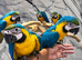 Friendly Baby HandReared Super Tame Cuddly Blue & Gold Macaw Parrot 11
