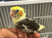 Bonded Breeding Pair of Cockatiels – Recently Laid Eggs