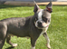Stunning Kc reg blue boston terrier girl